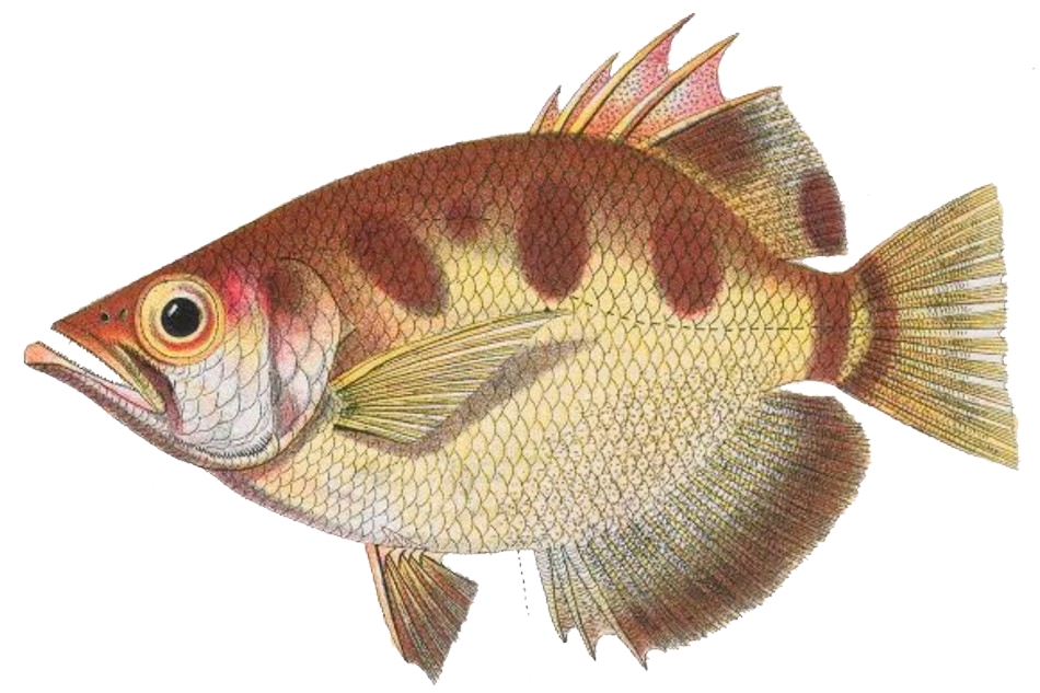 Smallscale Archerfish