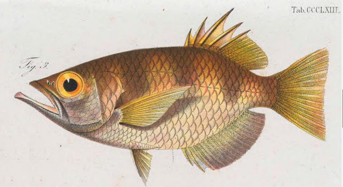 Big Scale Archerfish