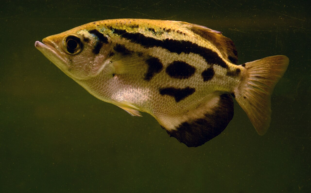 Clouded Archerfish (Zebra Archerfish)