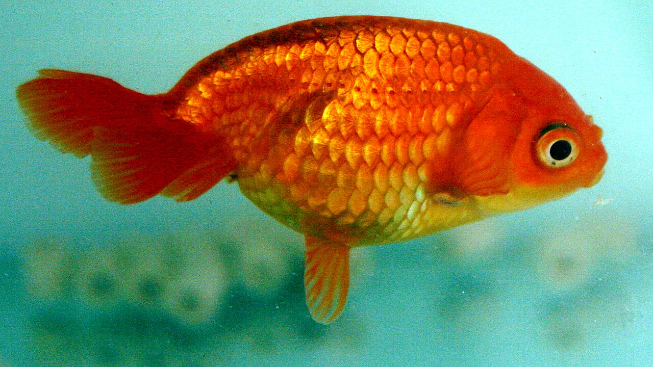 Eggfish Goldfish