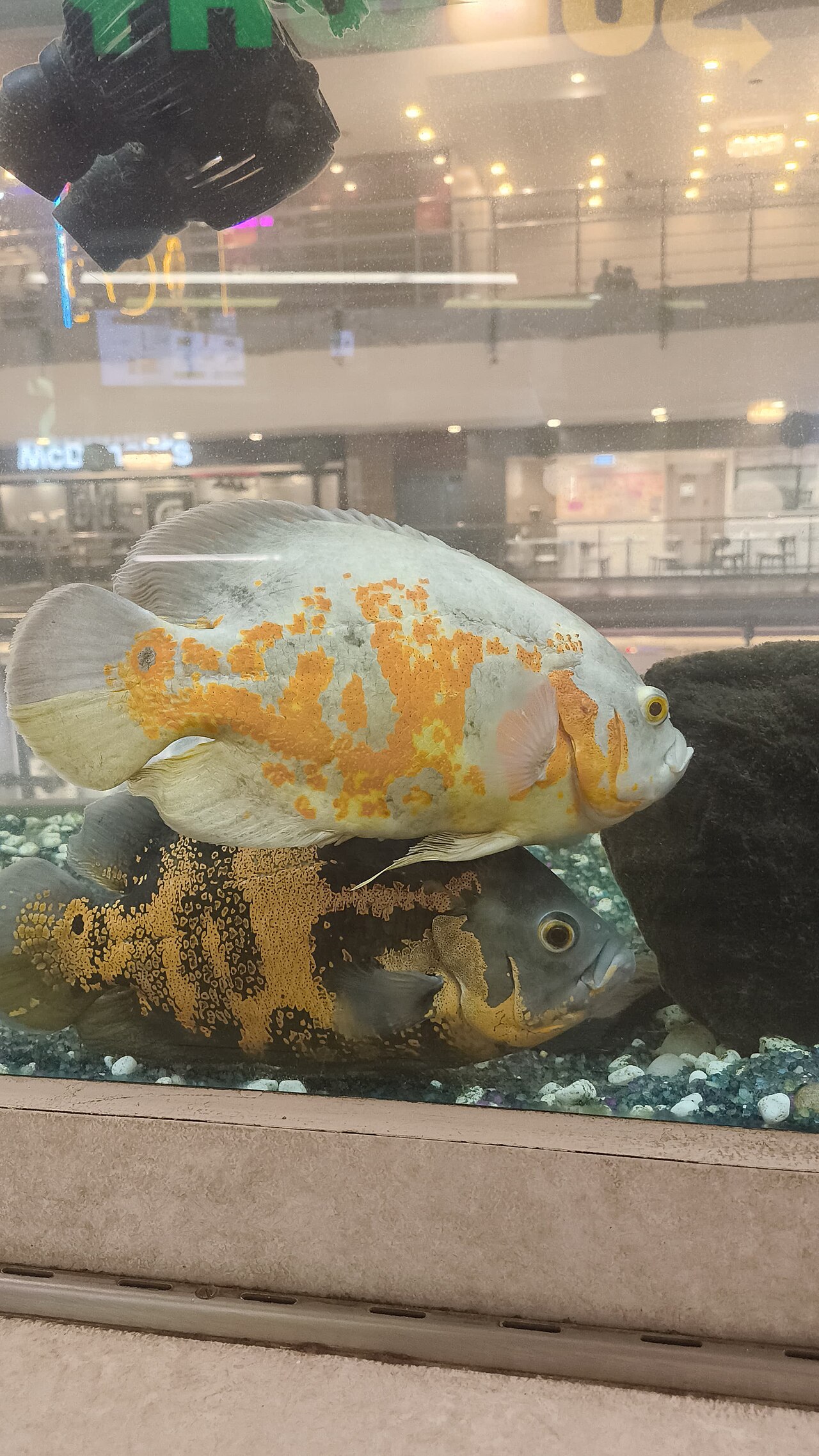 Albino Oscar