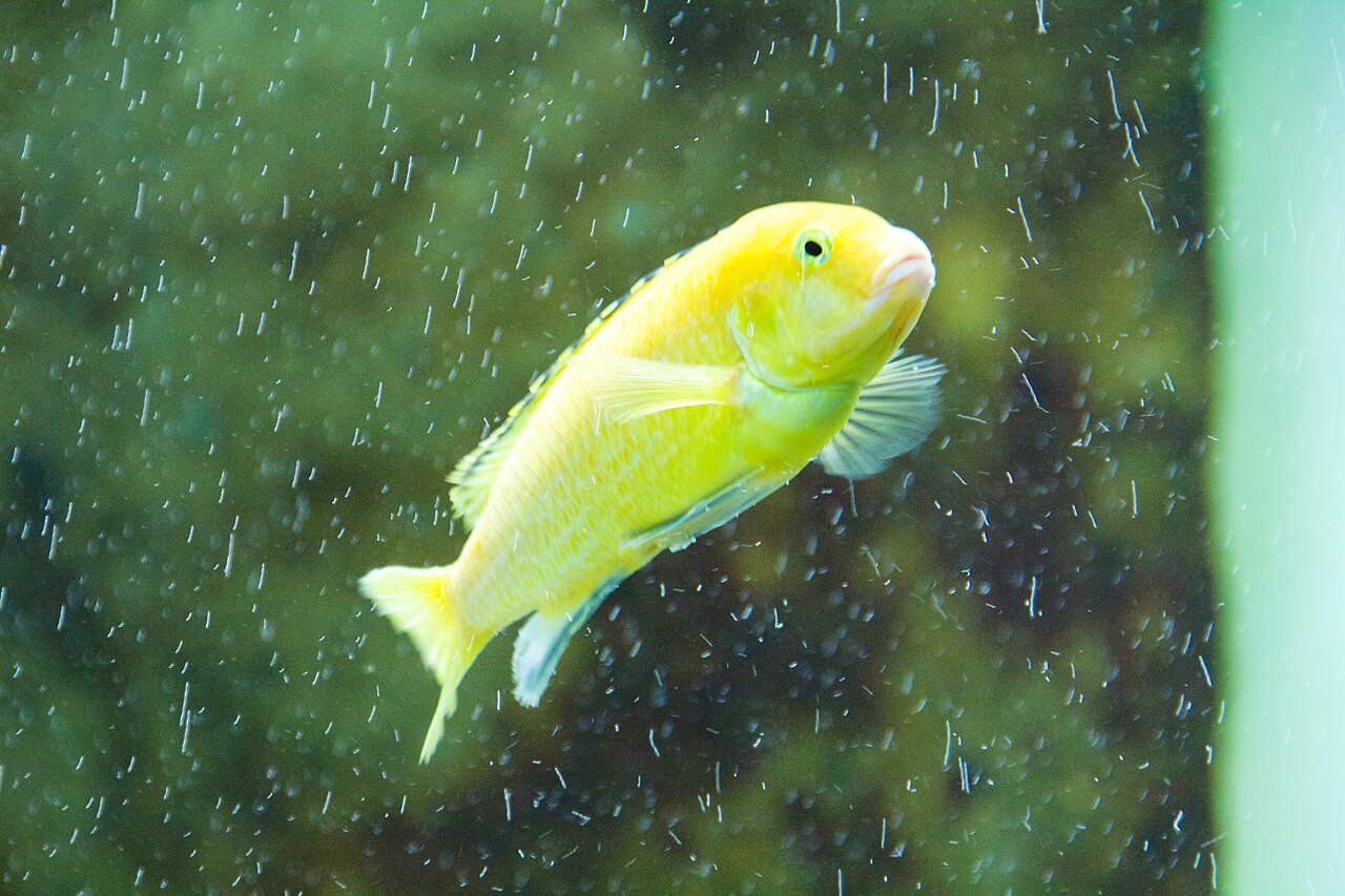 Electric Yellow Form