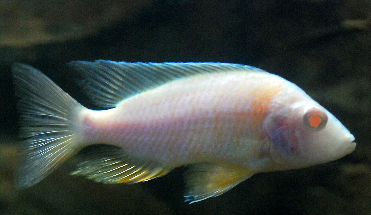 Aulonocara nyassae (Emperor Cichlid)