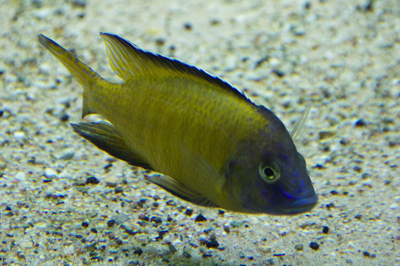 Aulonocara stuartgranti (Stuartgranti Peacock)