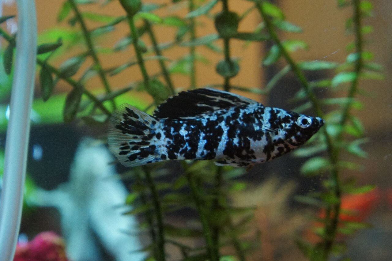 Dalmatian Molly