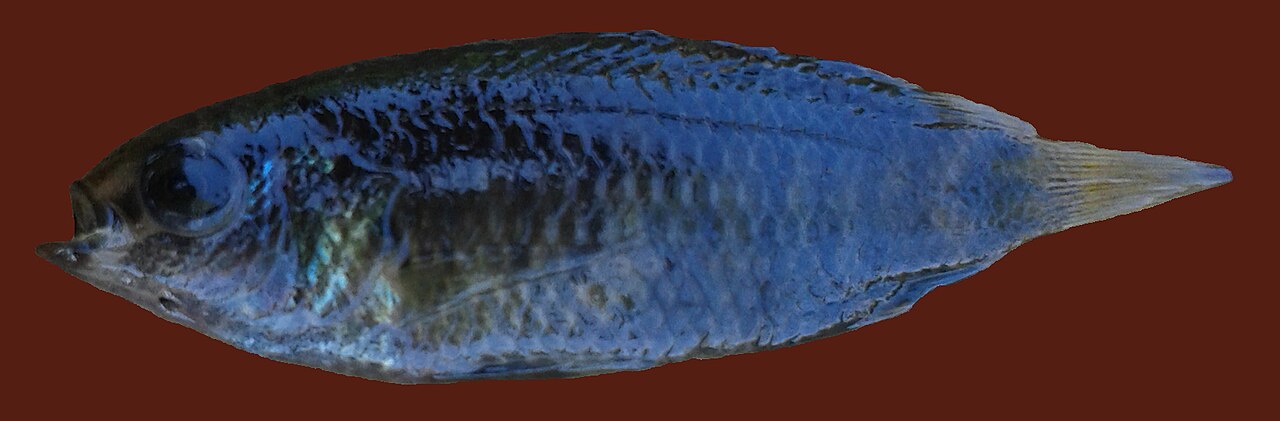 Badis assamensis