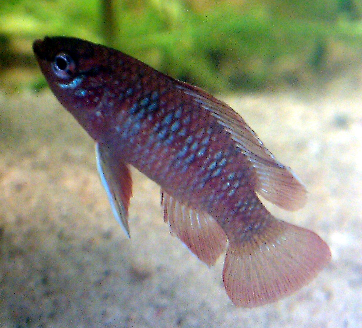 Dario dario (Scarlet Badis)