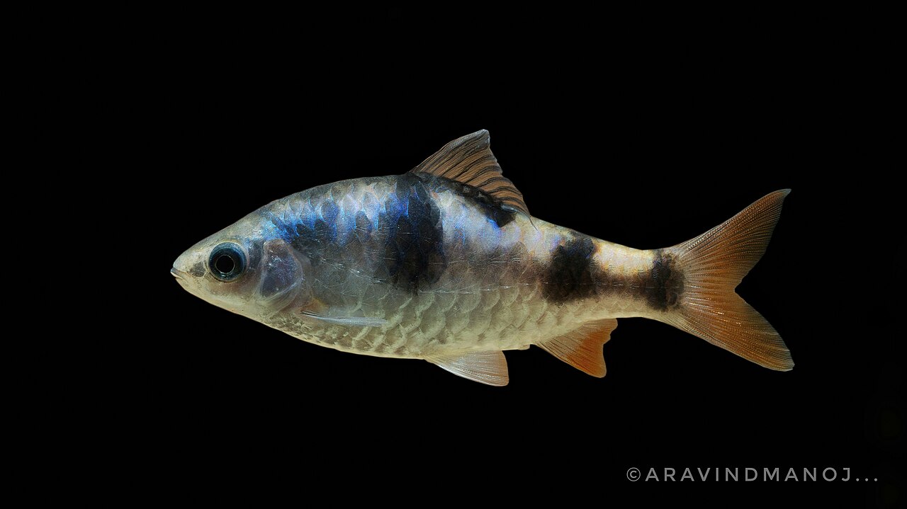 Dawkinsia tambraparniei