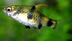 Golden Barb