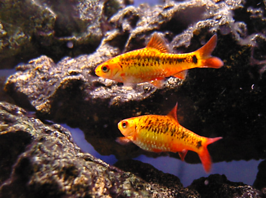 Schuberti Barb