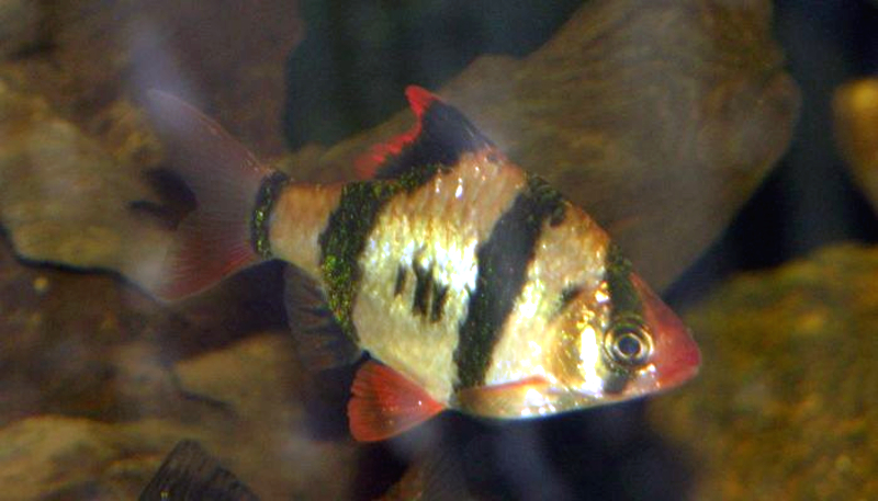 Albino Tiger Barb