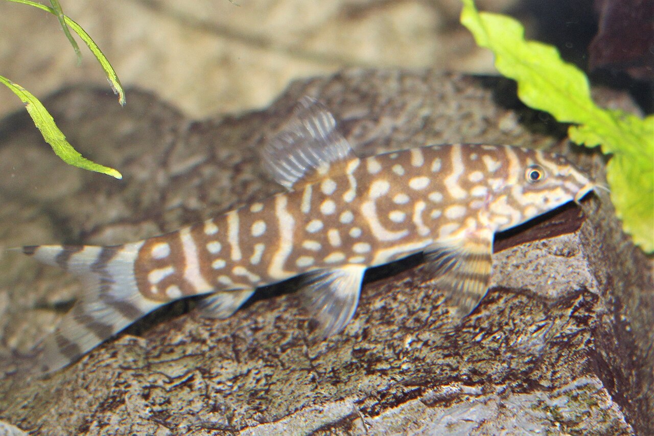 Bengal Loach (Botia dario)