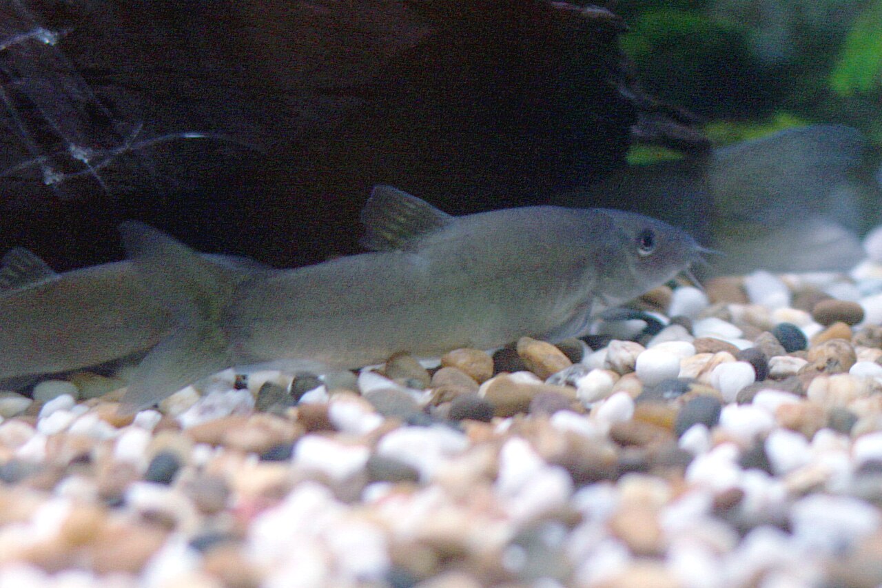 Yasuhikotakia lecontei