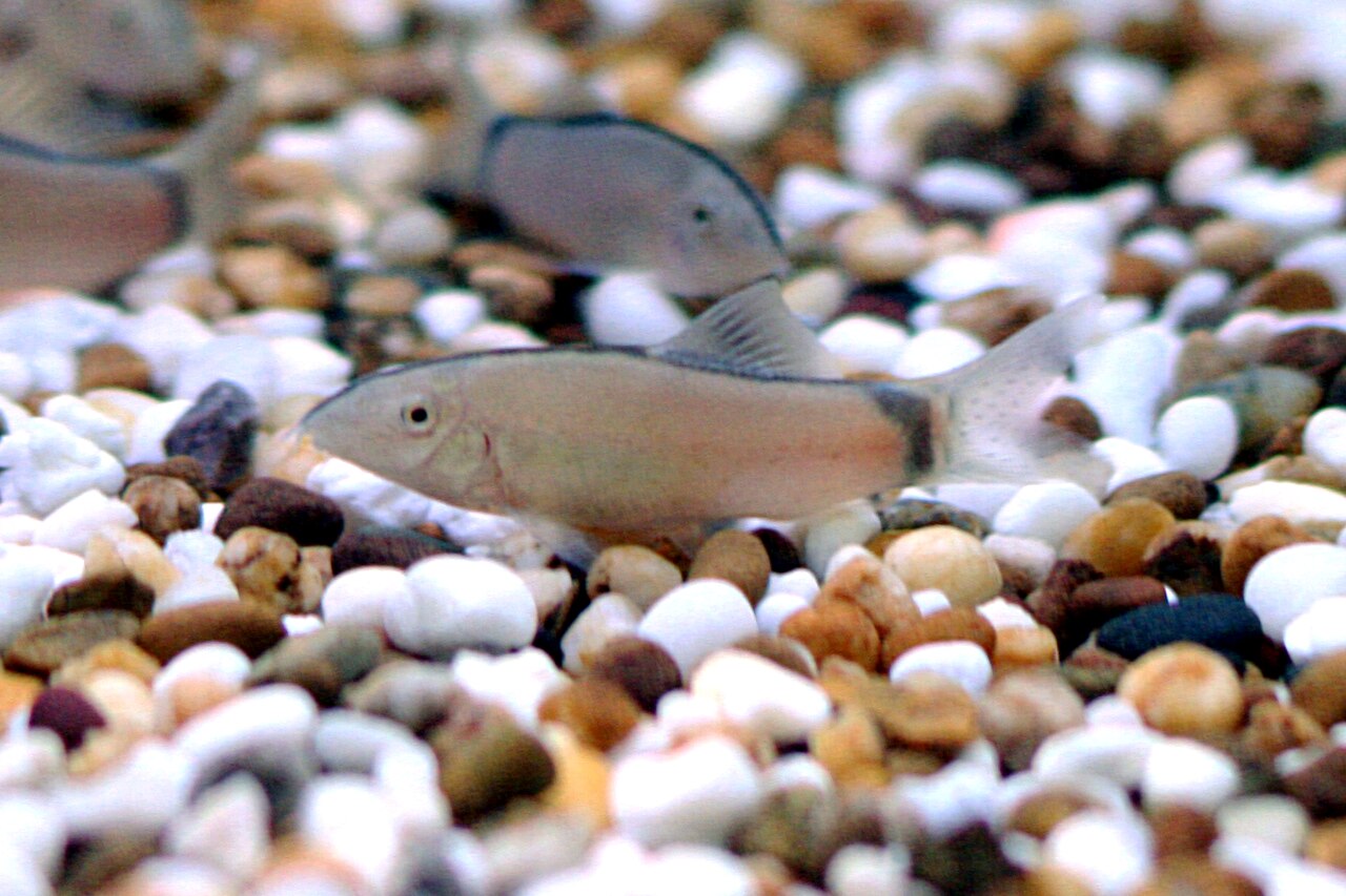 Yasuhikotakia morleti — Skunk Loach