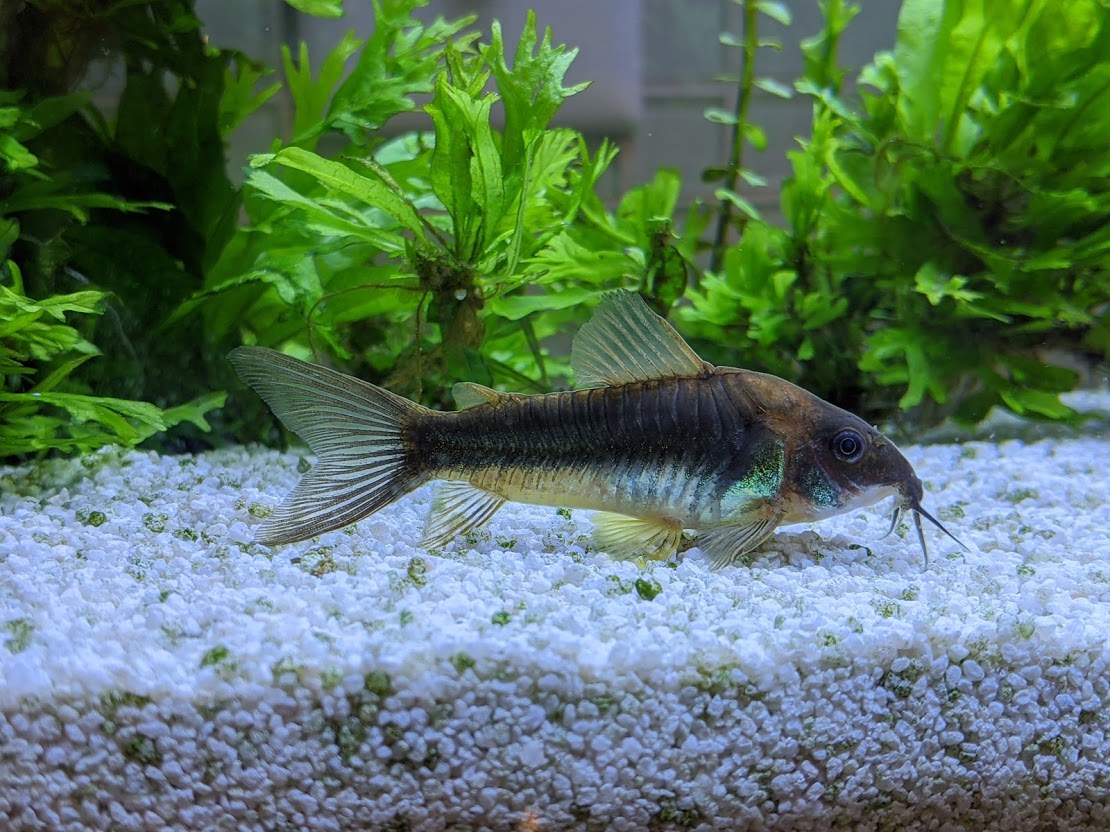Corydoras aeneus — Bronze Corydoras