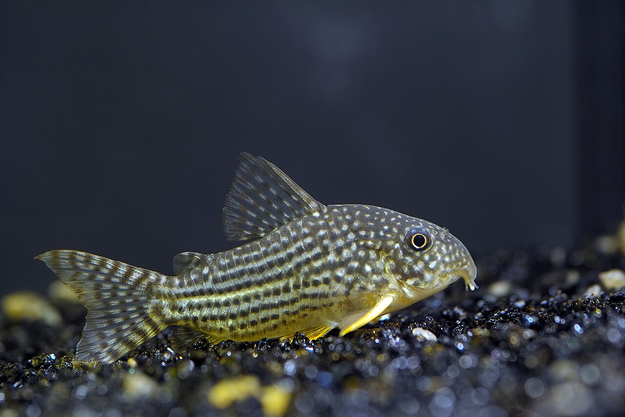 Corydoras sterbai — Sterbai Corydoras