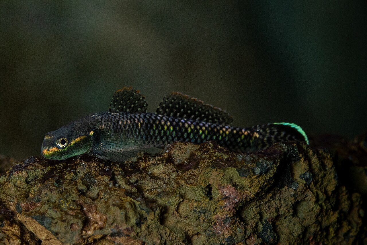 Stiphodon atropurpureus — Blue Neon Goby