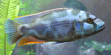 Livingston's Cichlid