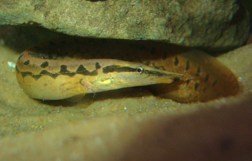 Tire-track Eel
