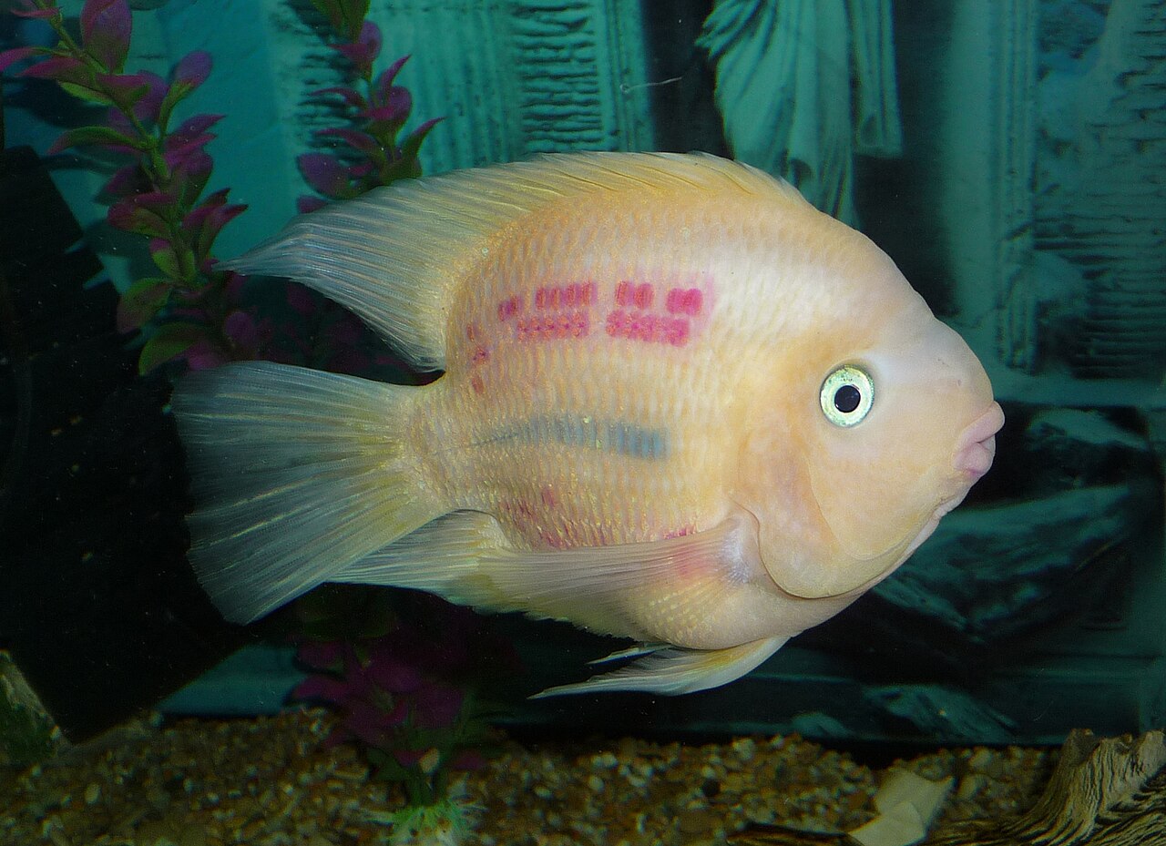 Chipokae Cichlid