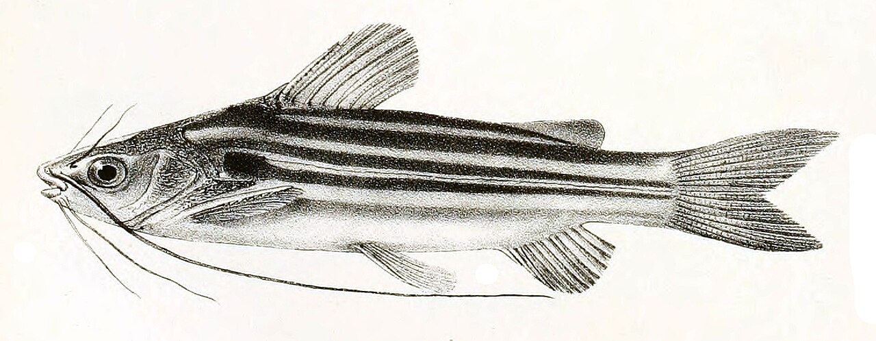 Striped Dwarf Catfish