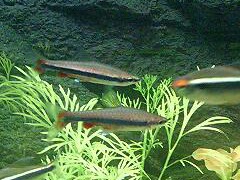 Golden Pencilfish