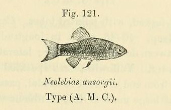 Ansorge's Neolebias