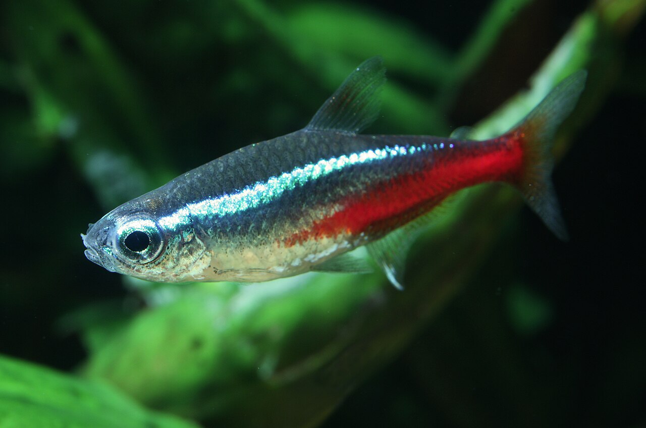 Gold Neon Tetra