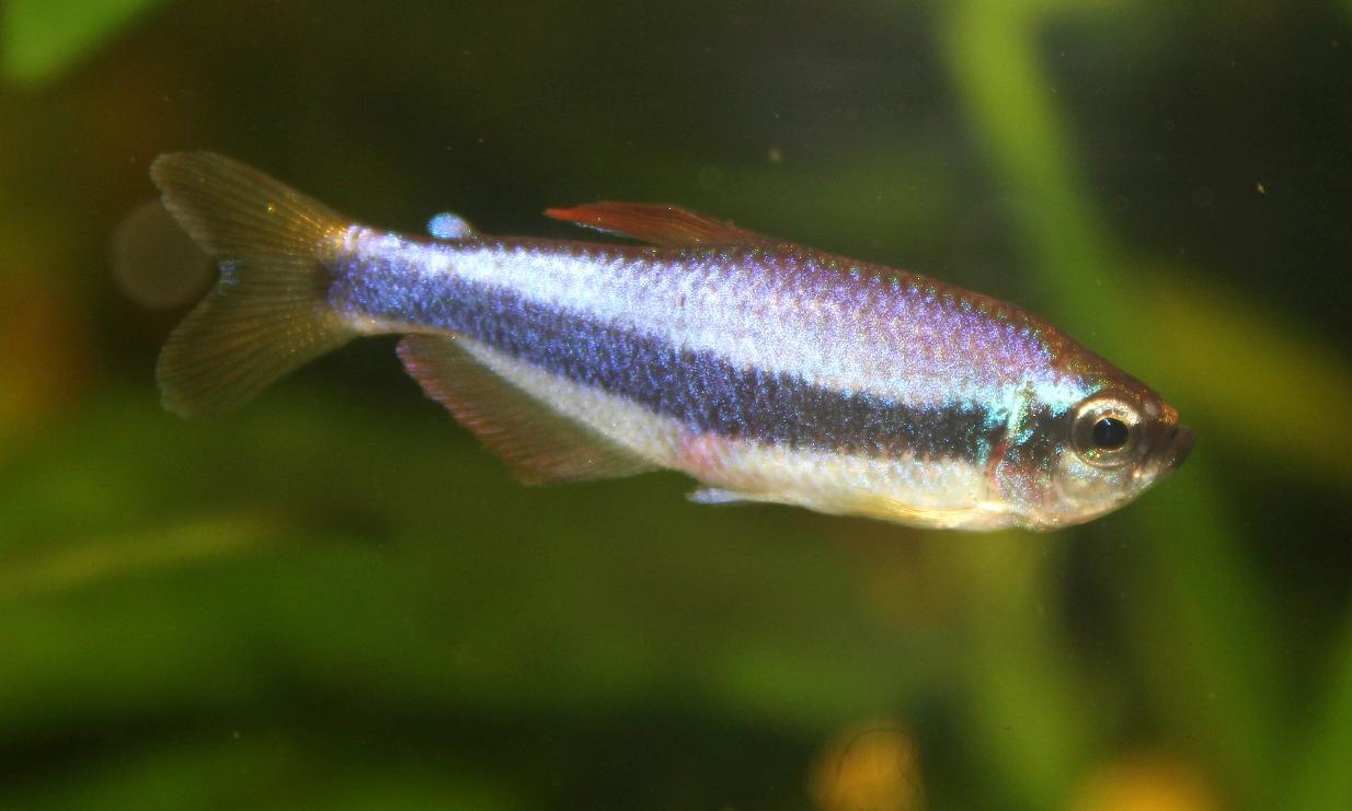 Purple Emperor Tetra